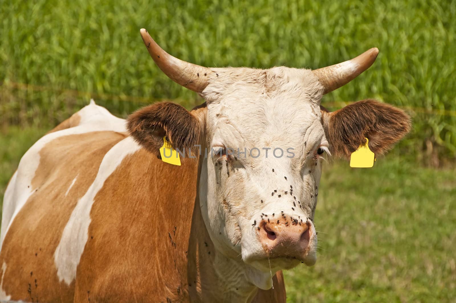 closeup of a cow