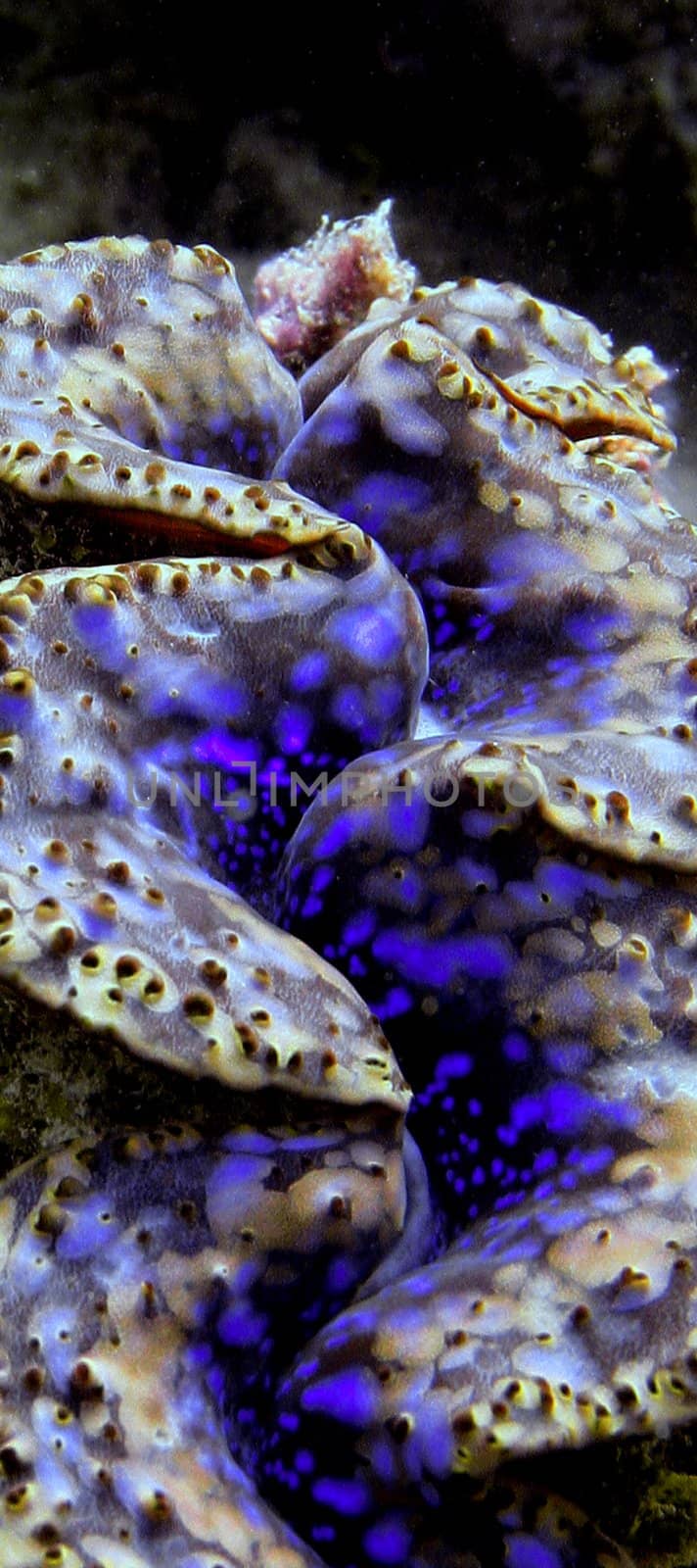 Giant clam photographed at the Maldives 