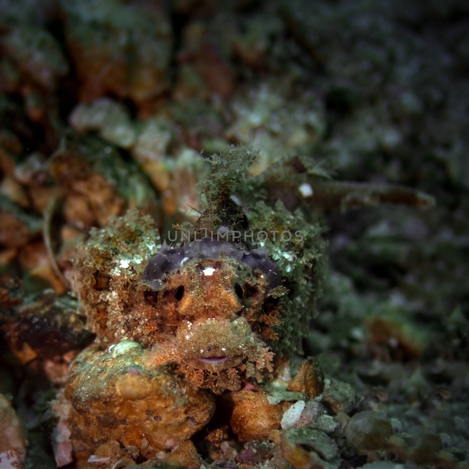 Juvenile bearded scorpionfish  by kjorgen