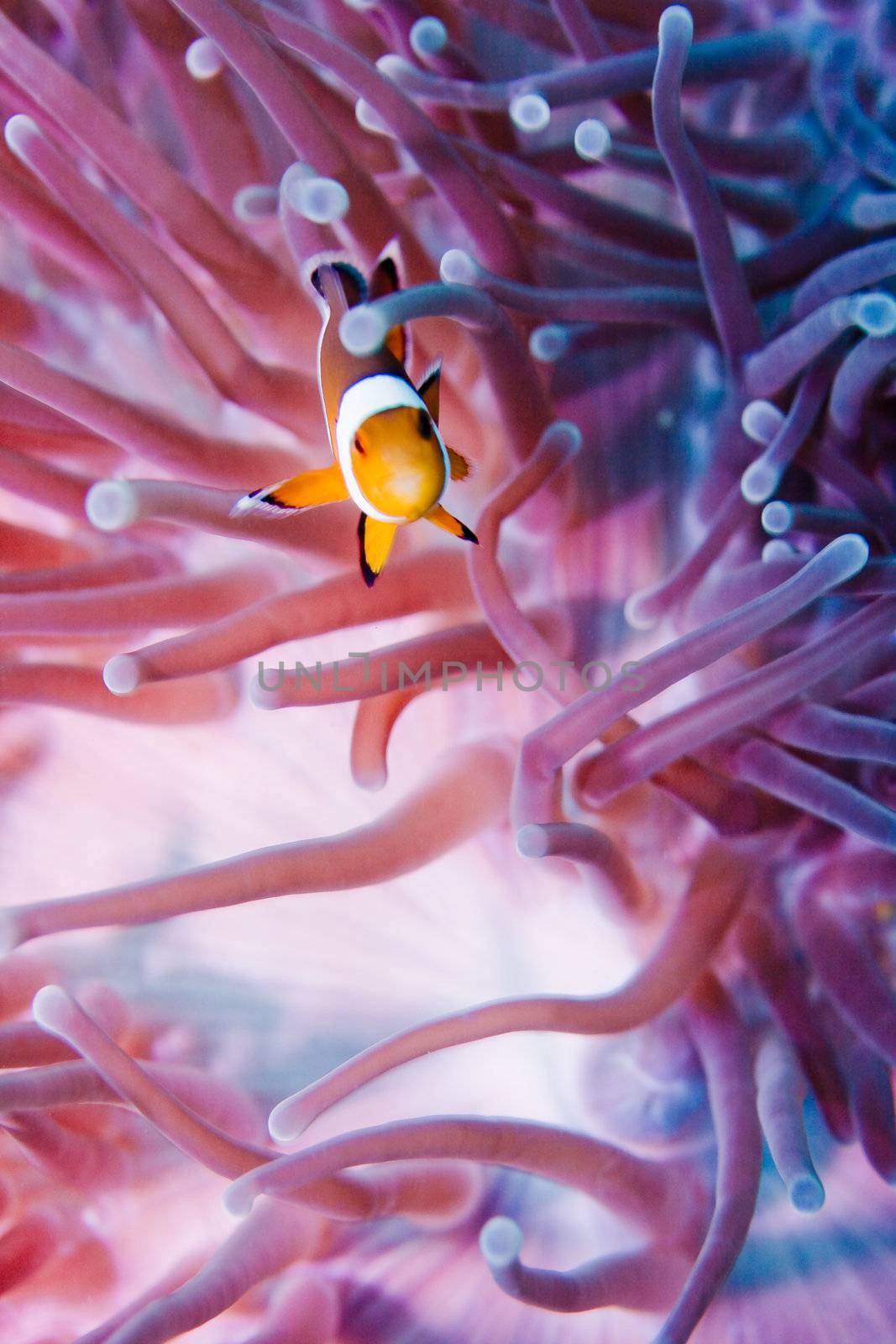 Clown anemonefish at Bida Nok divesite on Phi Phi, Thailand 