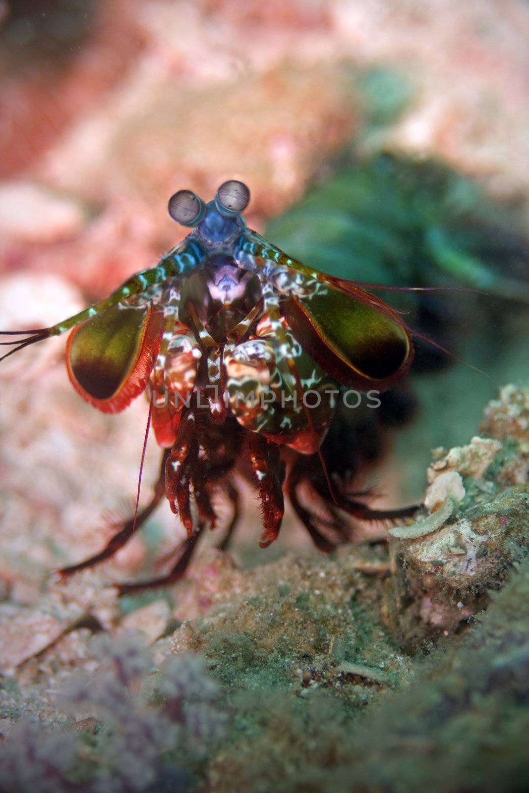 Peacock mantis shrimp at Palong divesite on Phi Phi, Thailand 