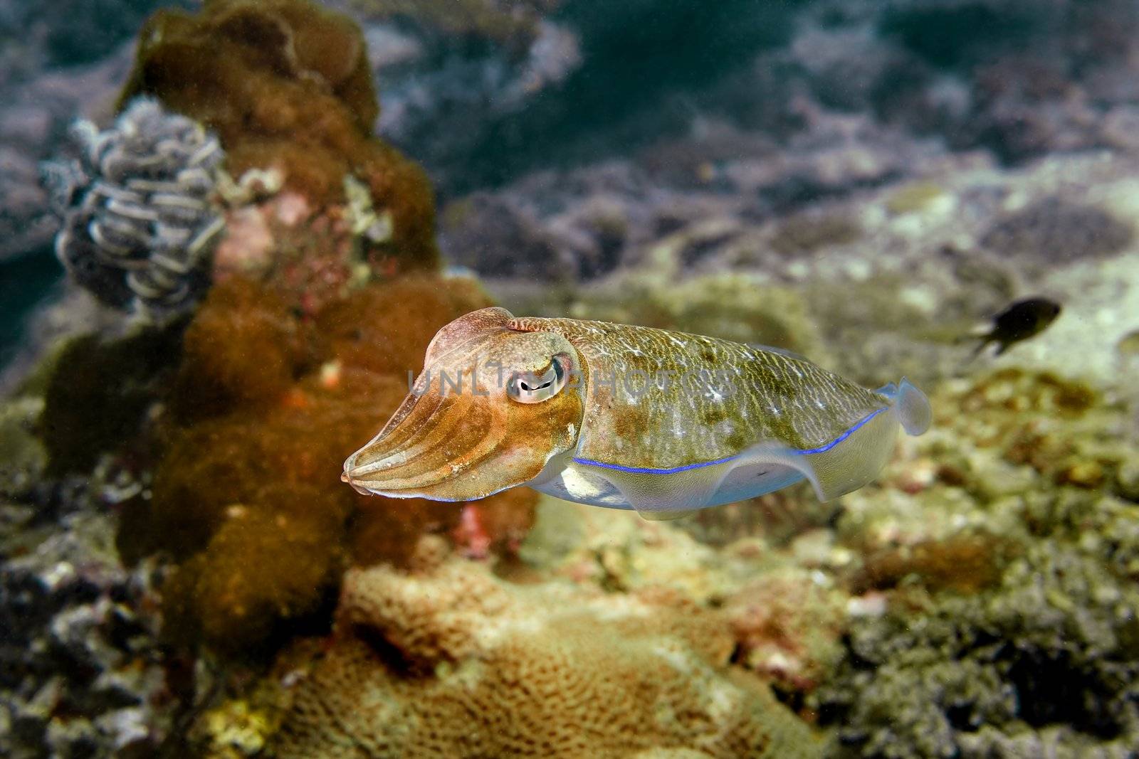 Cuttlefish by kjorgen