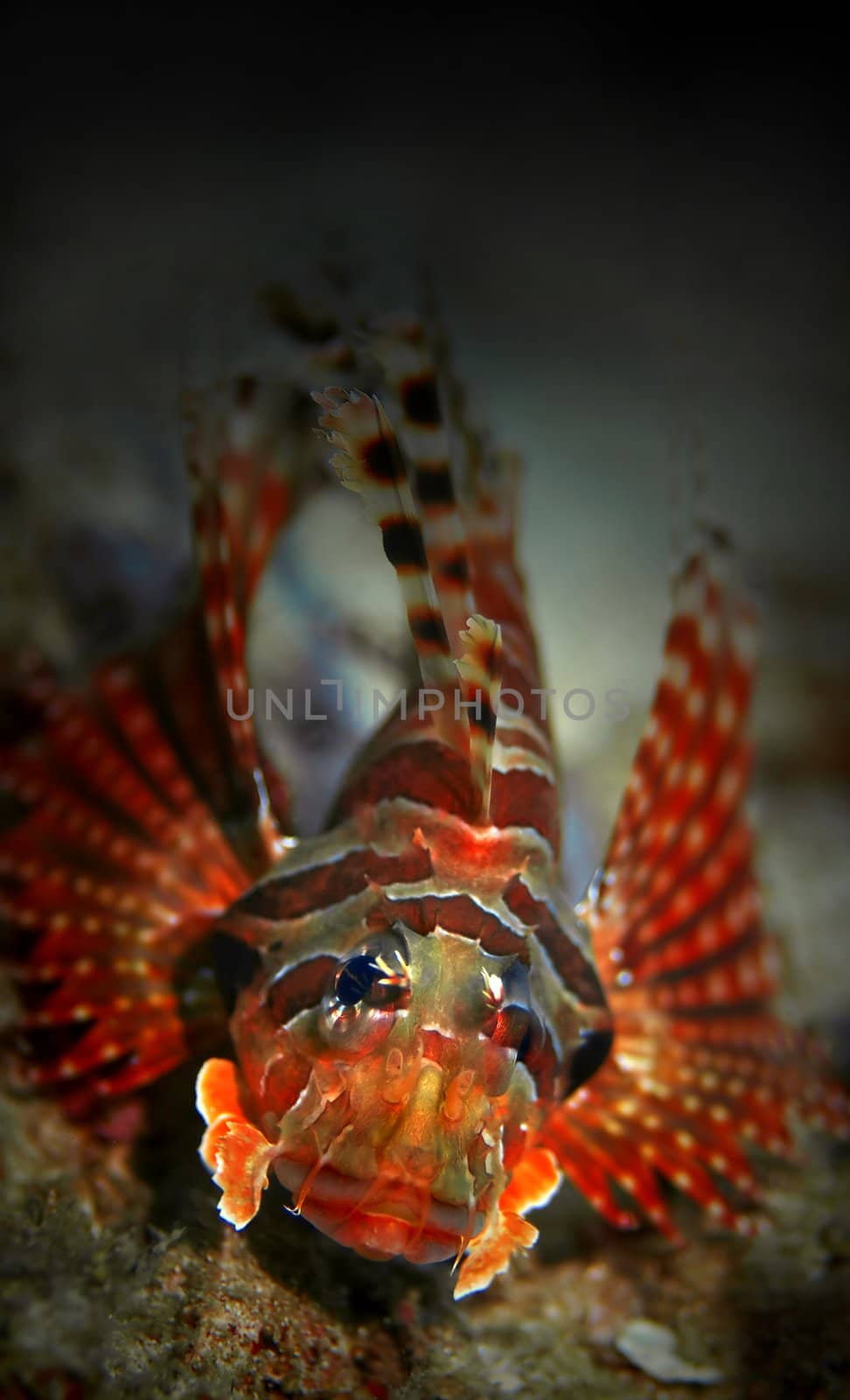 Common Lionfish at Palong divesite, Phi Phi, Thailand 