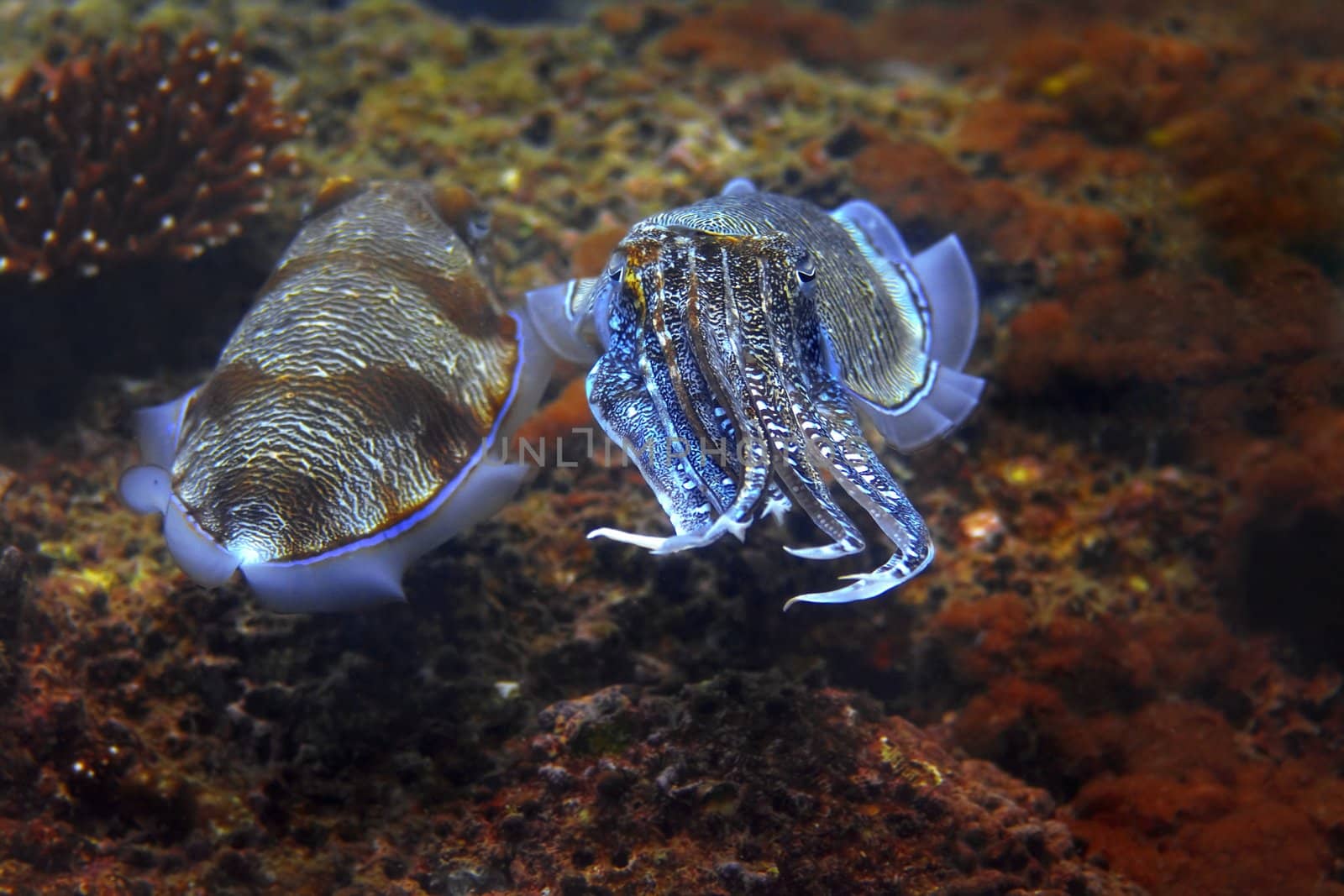 Cuttlefish at Palong divesite, Phi Phi, Thailand 