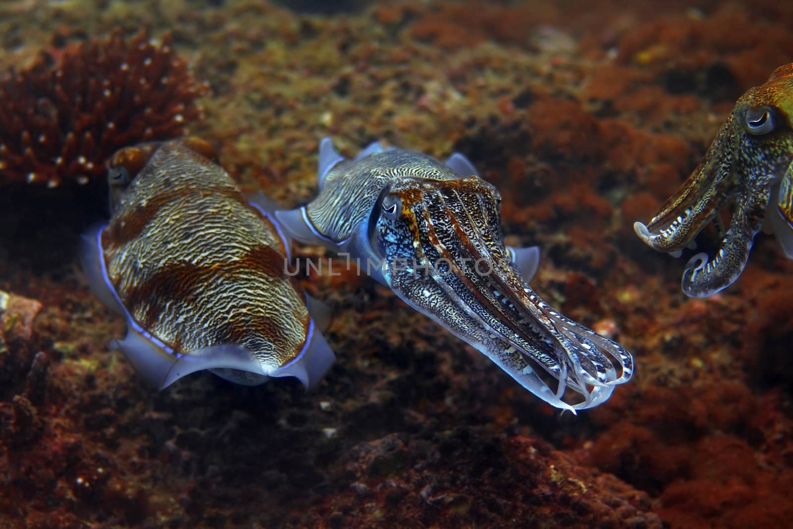Cuttlefish by kjorgen
