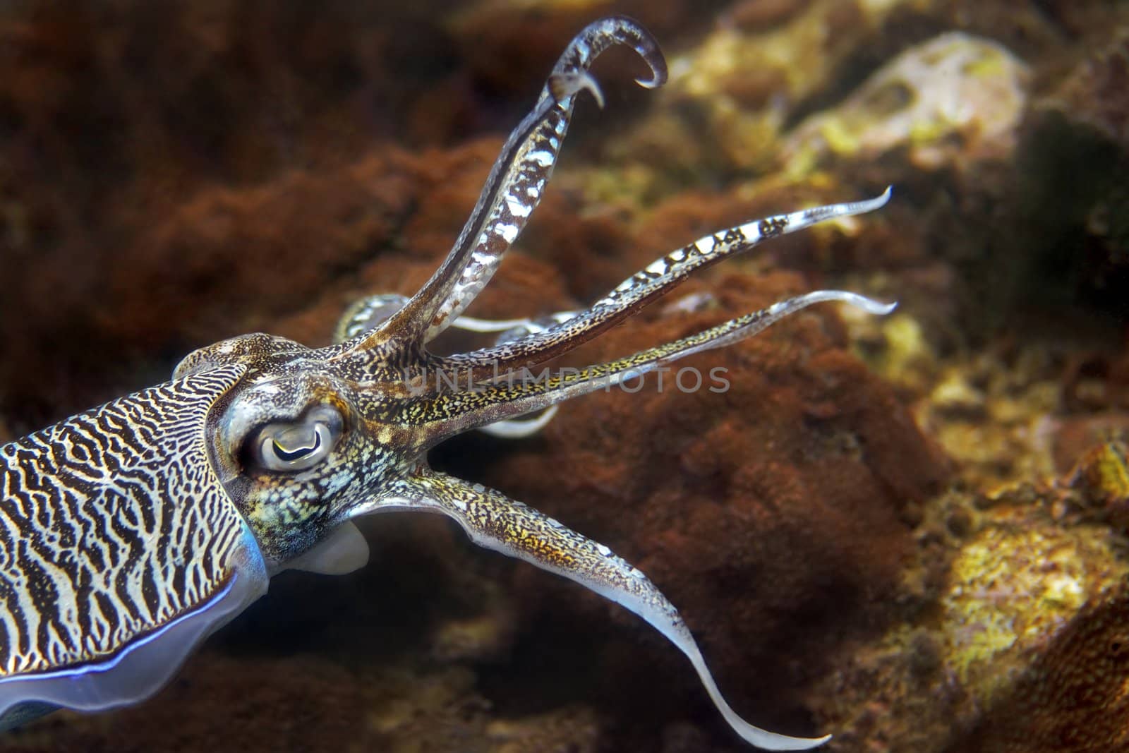 Cuttlefish at Palong divesite, Phi Phi, Thailand 