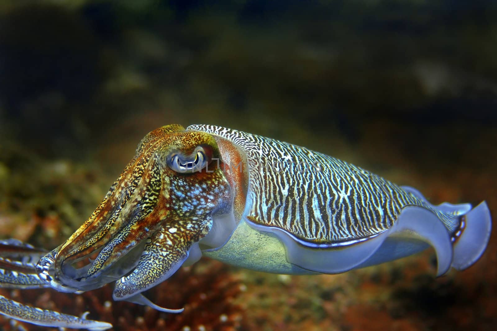 Cuttlefish at Palong divesite, Phi Phi, Thailand 