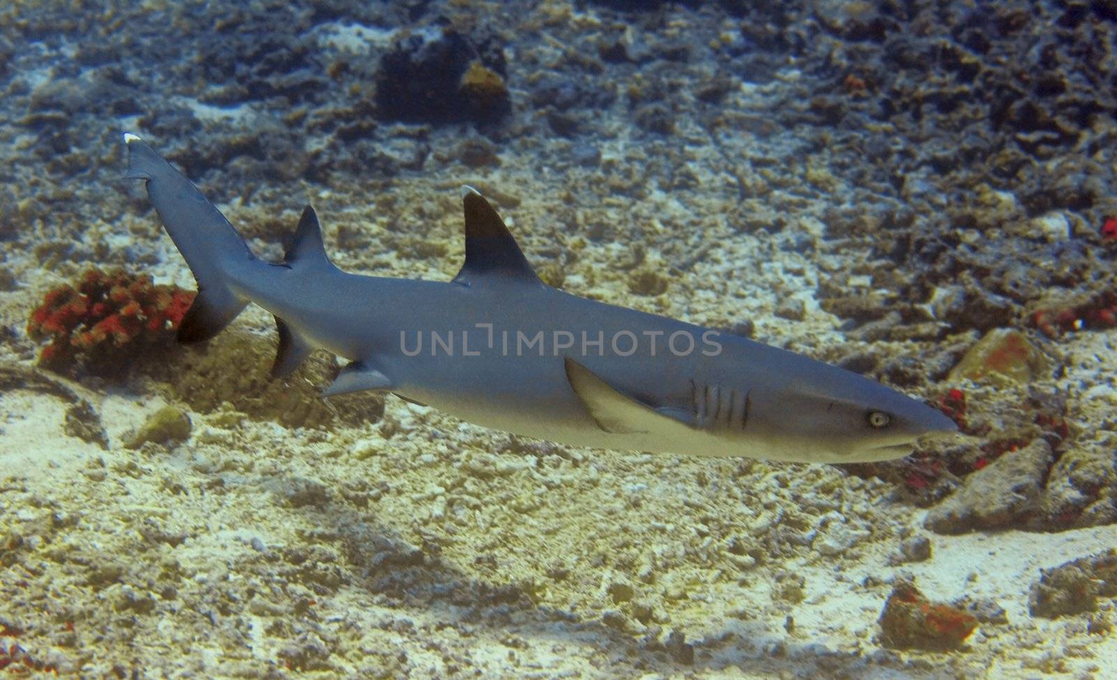 Whitetip reef shark by kjorgen