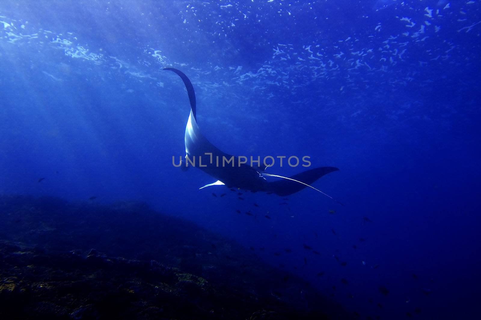 Manta ray at Manta Point divesite, Bali, Indonesia  