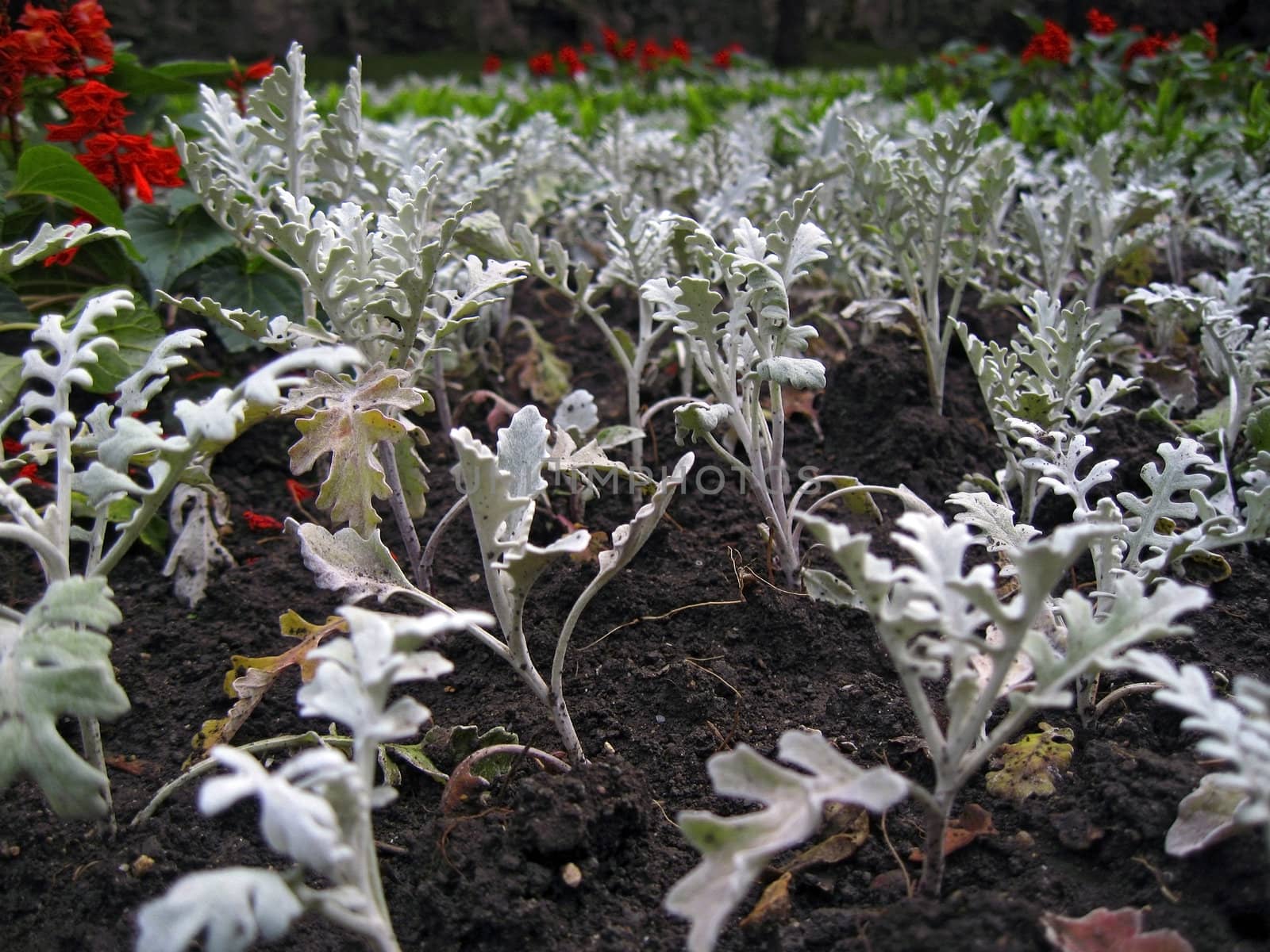 Cineraria and salvia blooming