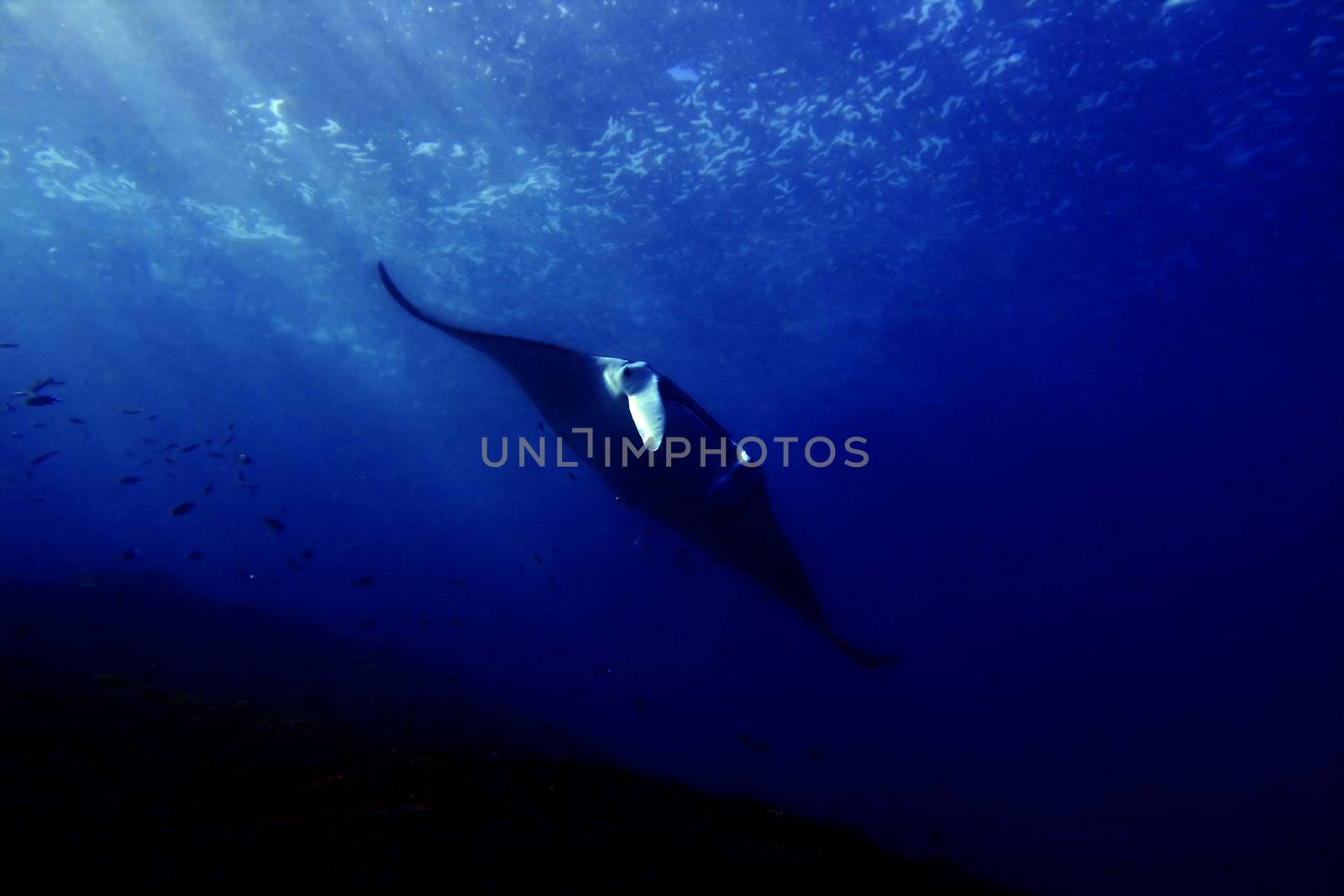 Manta ray at Manta Point divesite, Bali, Indonesia  