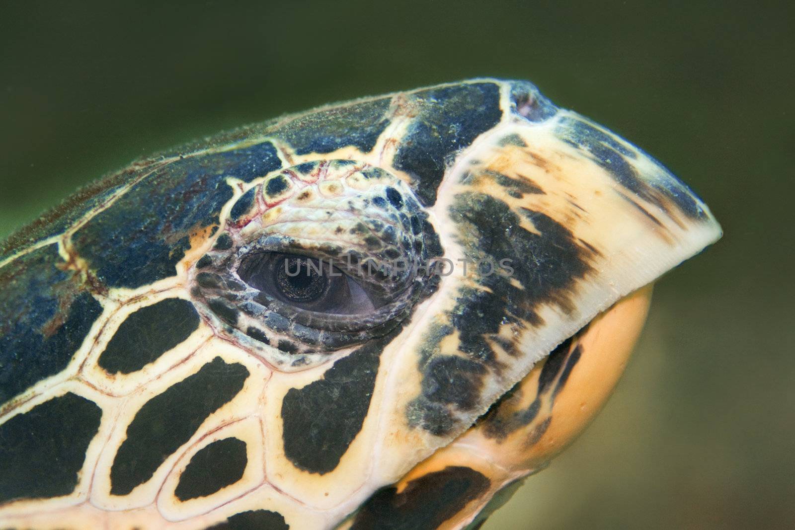 Hawksbill turtle  by kjorgen