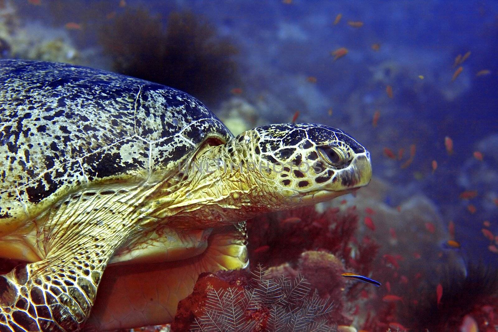 A green turtle at Sipadan, Borneo, Malaysia 