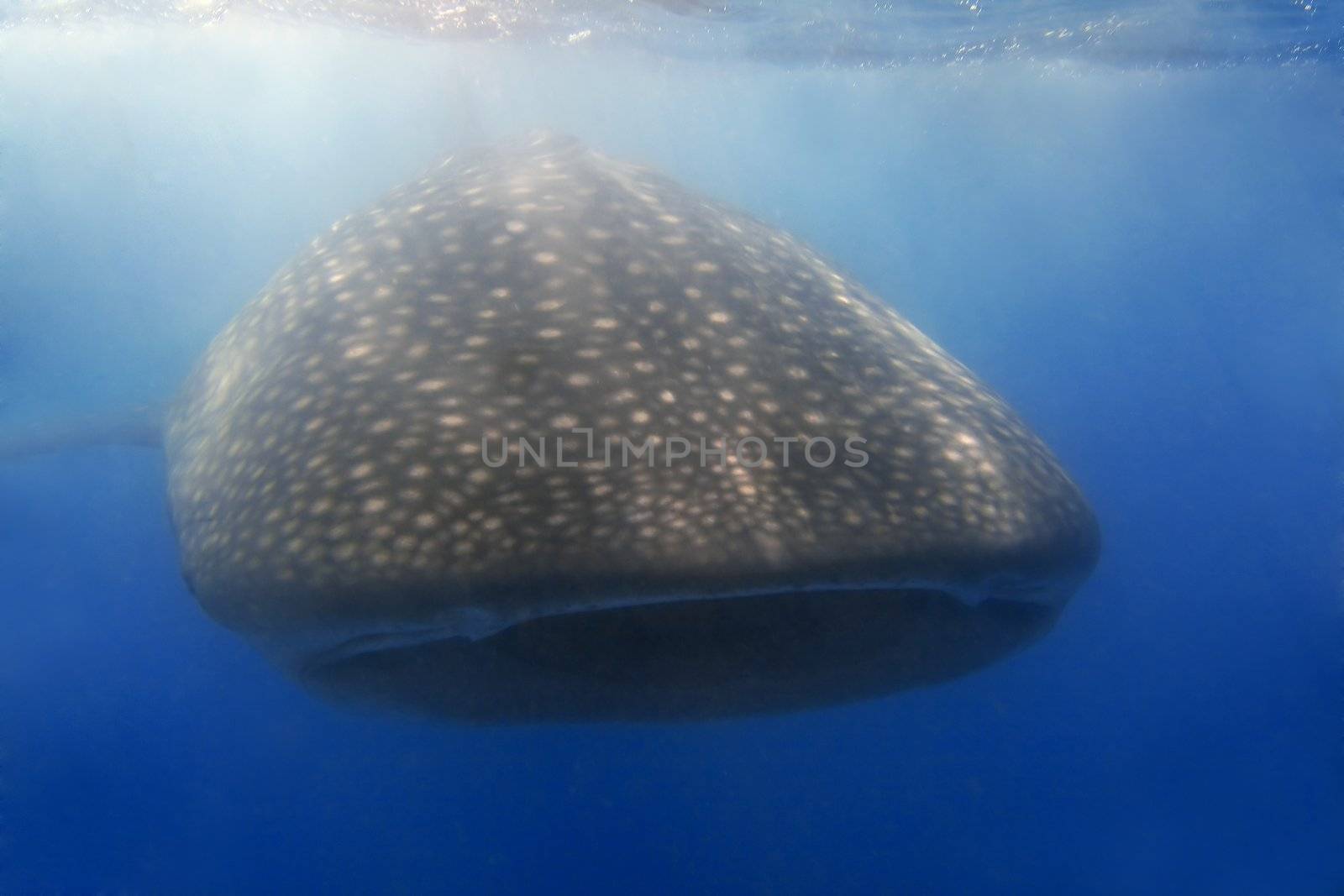 Whaleshark at Donsol, Philippines 