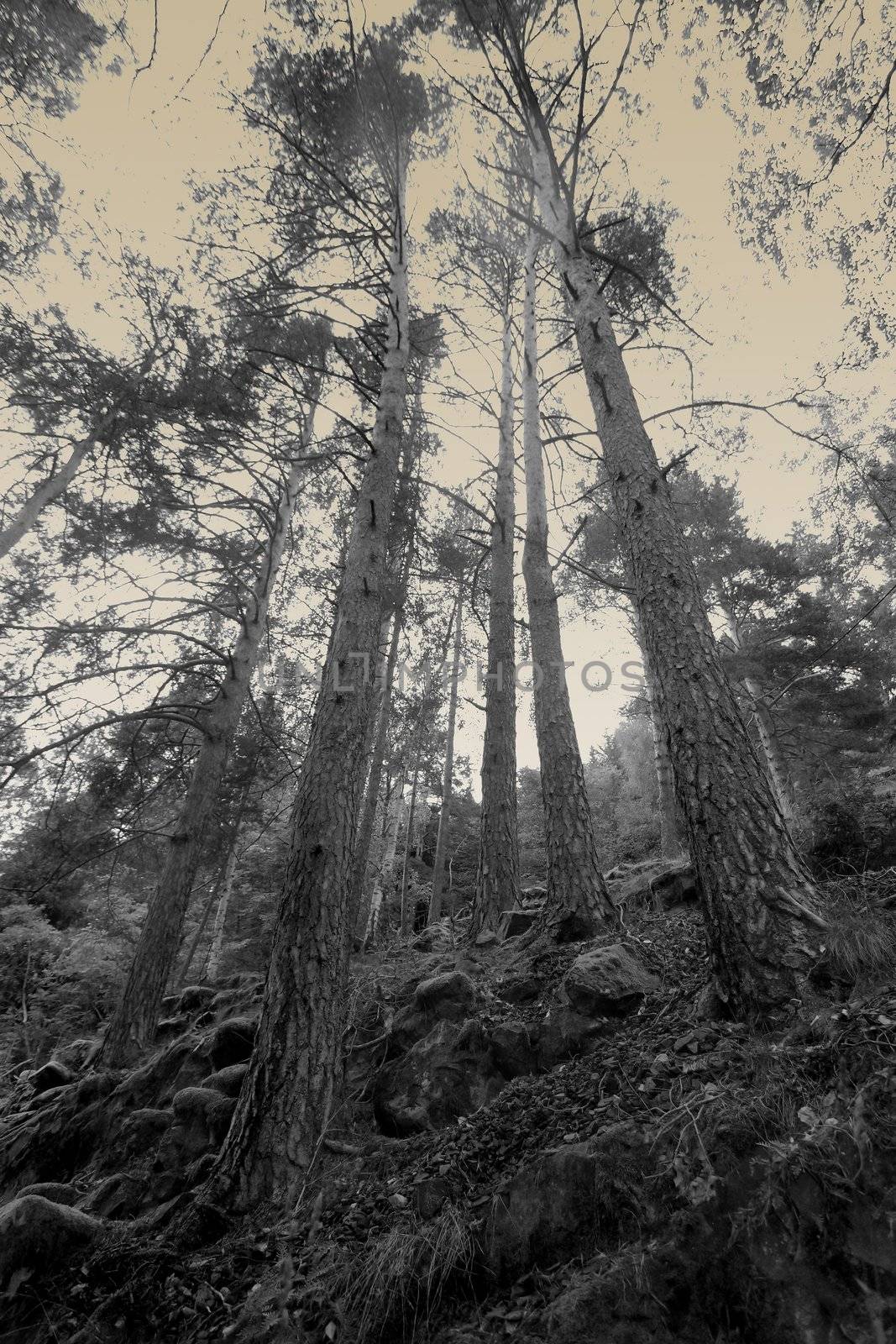 Foggy woods by kjorgen