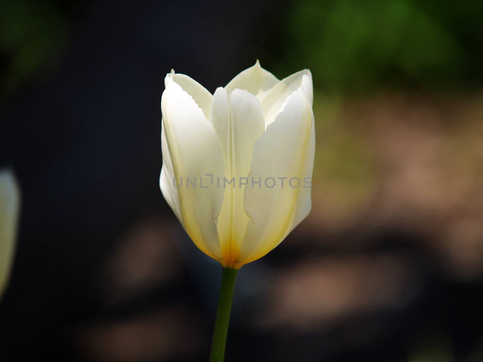 a beautiful white tulip