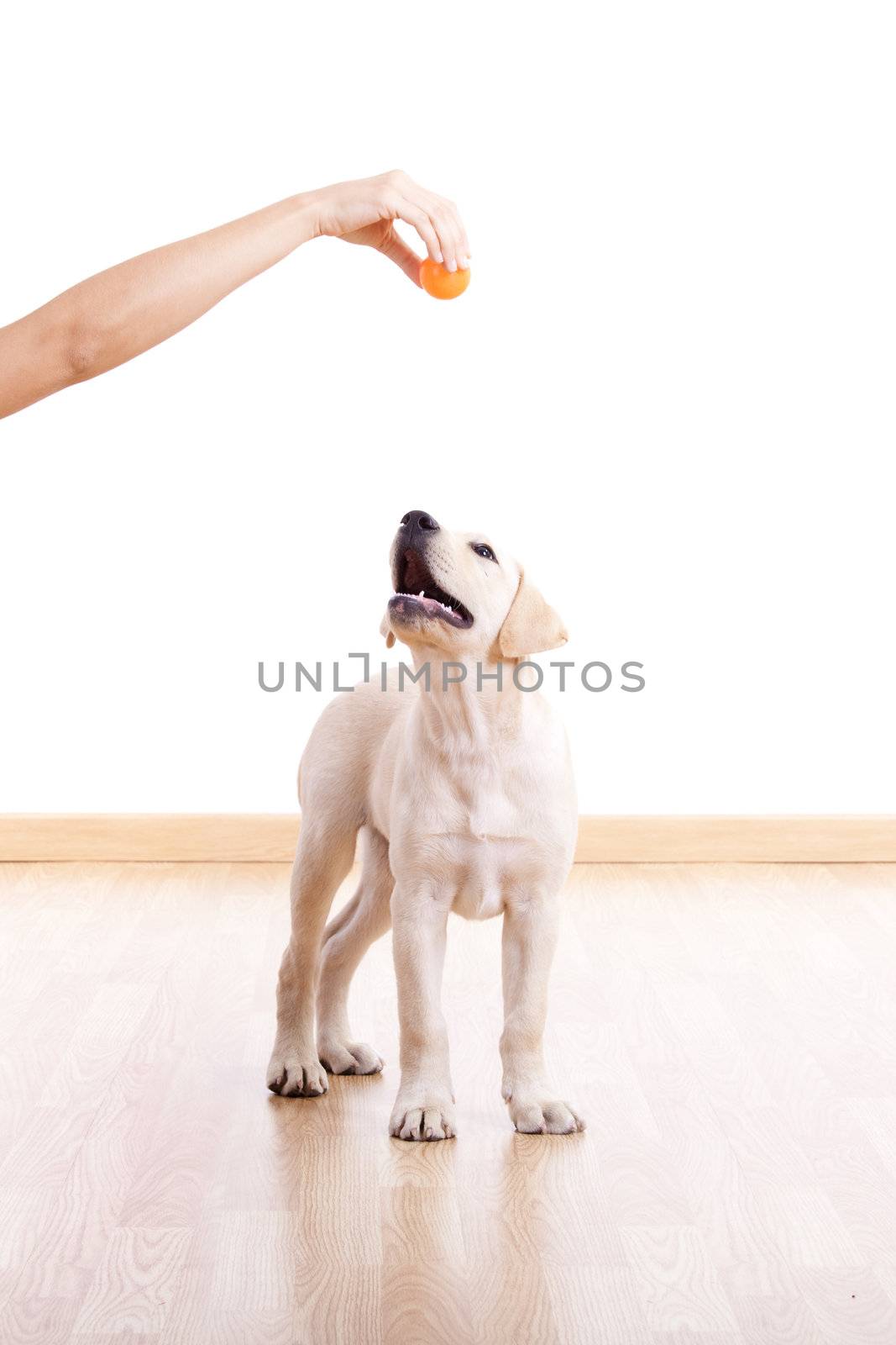 Female hand playing with a nice cute dog