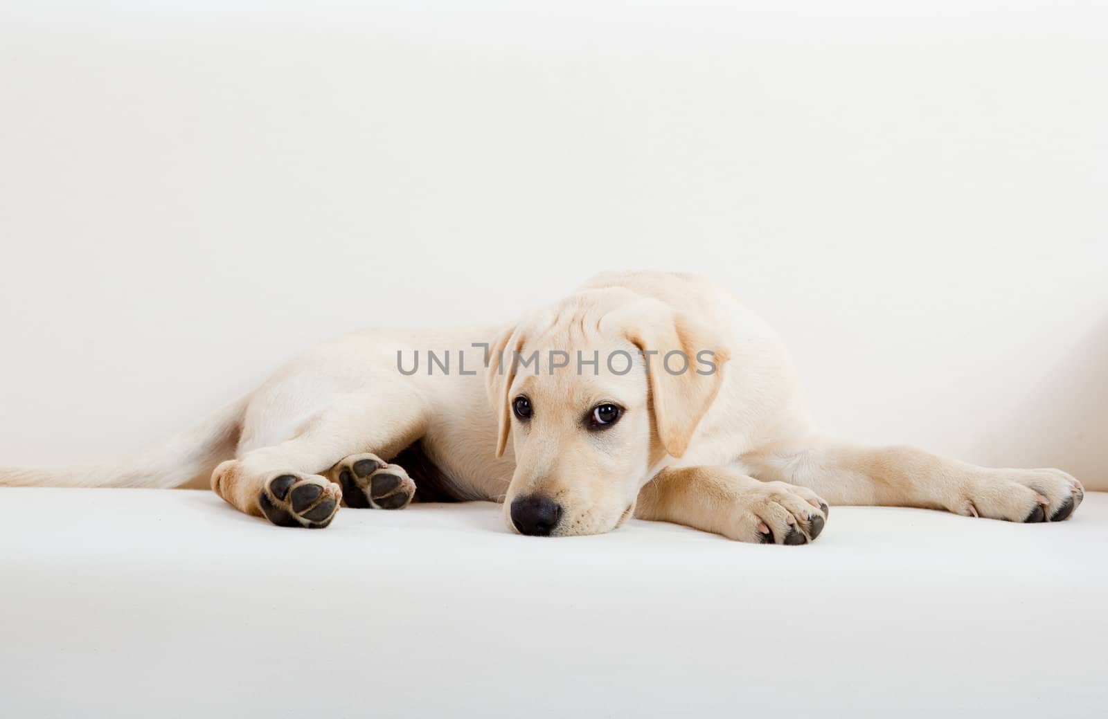 Studio portrait of a beautiful and cute labrador dog breed