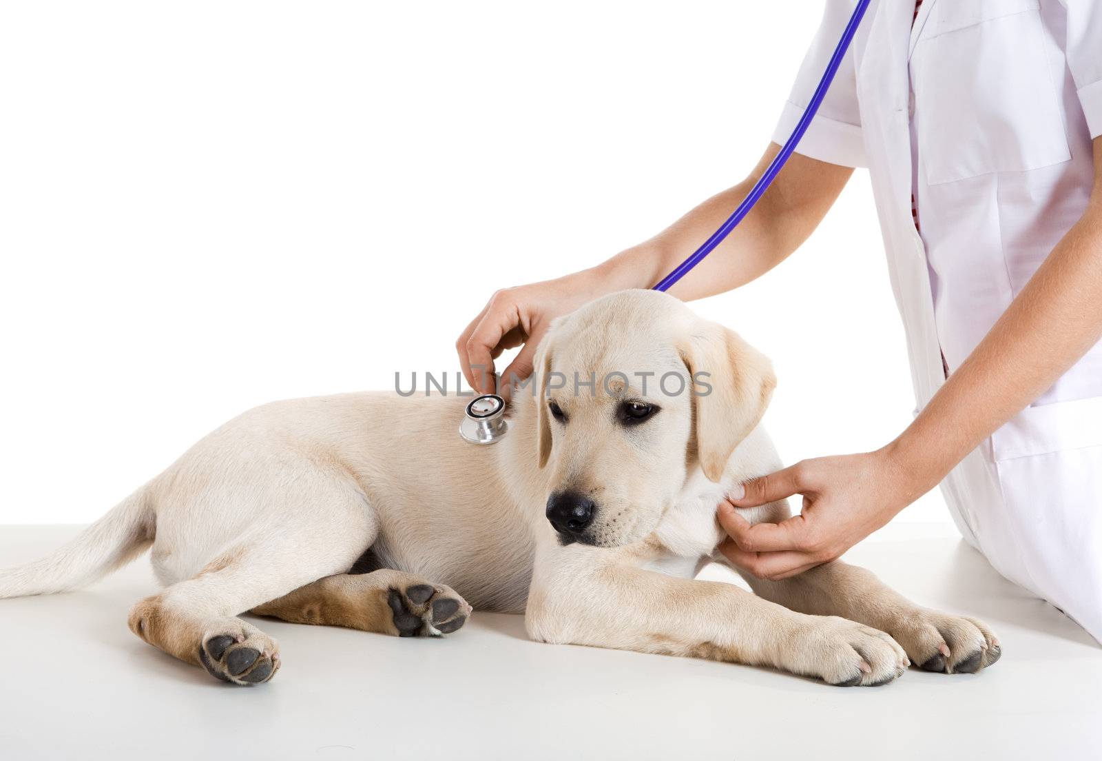 Veterinay taking care of a dog by Iko