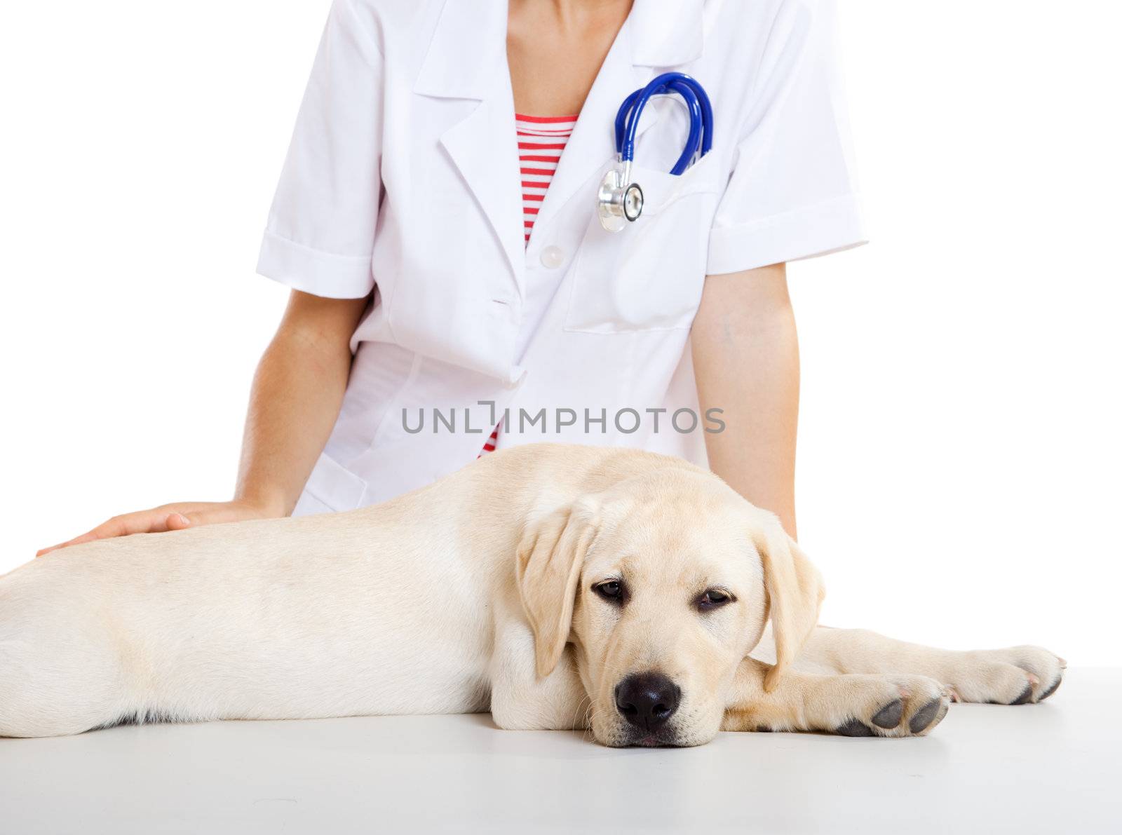 Veterinay taking care of a dog by Iko