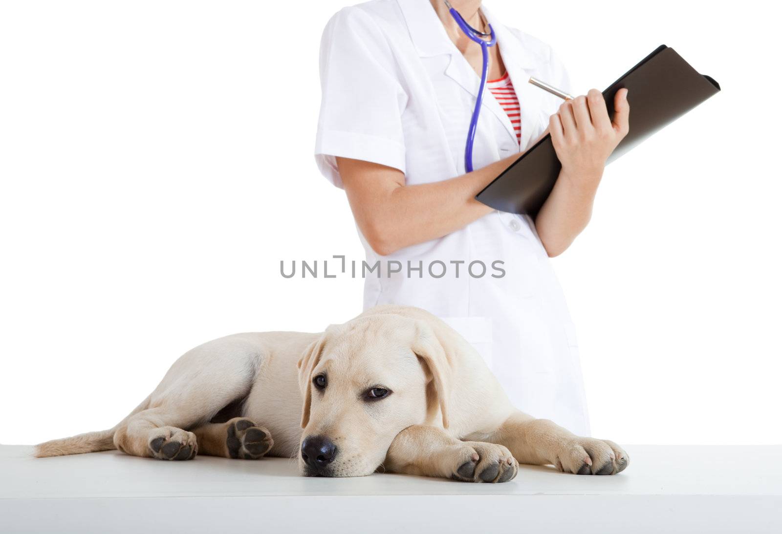 Young female veterinary taking care of a beautiful labrador dog