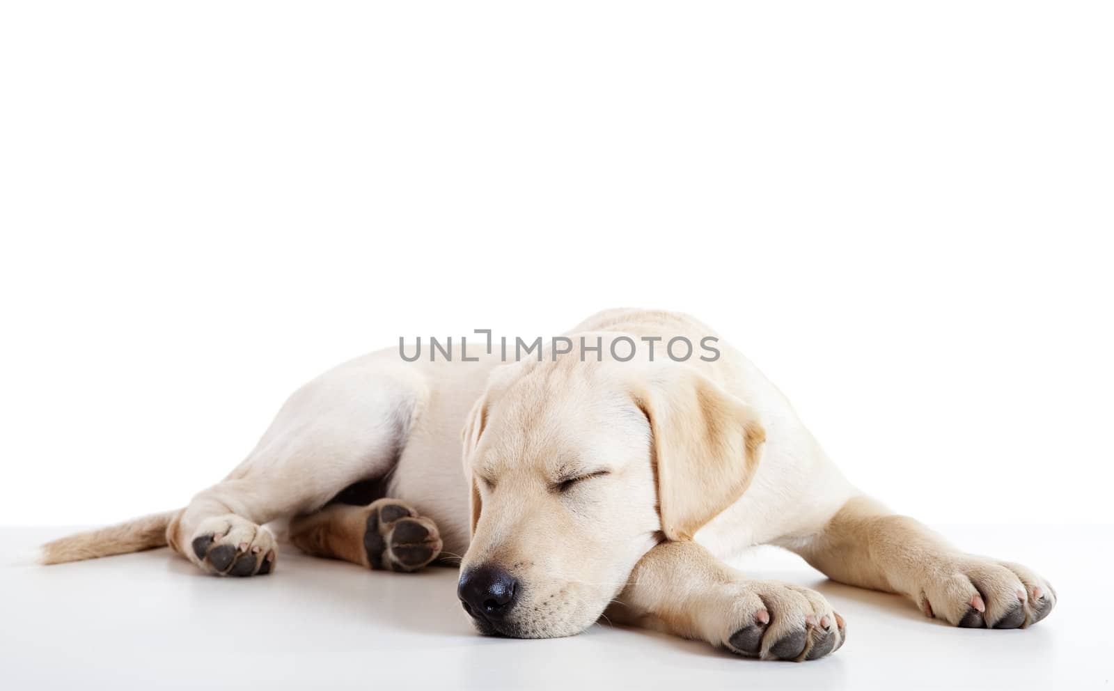 Studio portrait of a beautiful and cute labrador dog sleeping