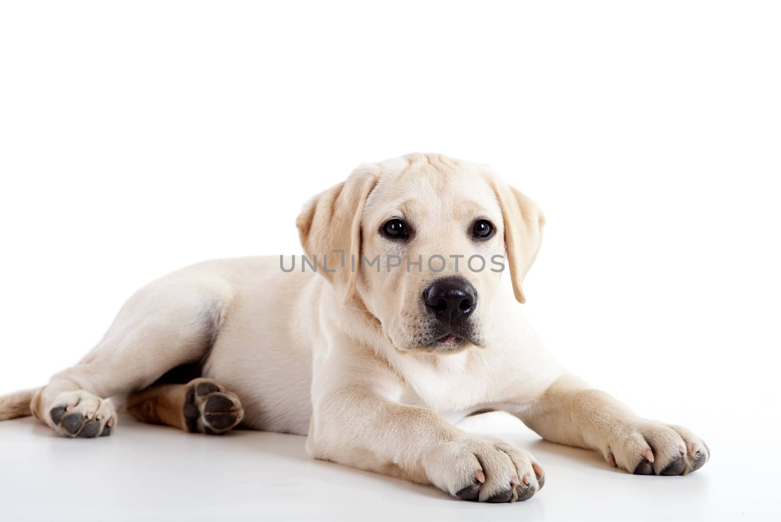 Studio portrait of a beautiful and cute labrador dog breed