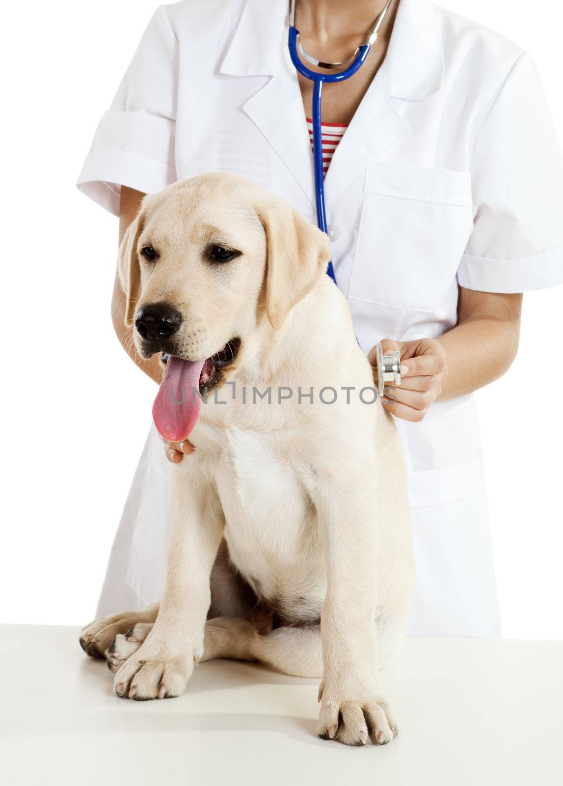 Young female veterinary caring of a cute beautiful dog 