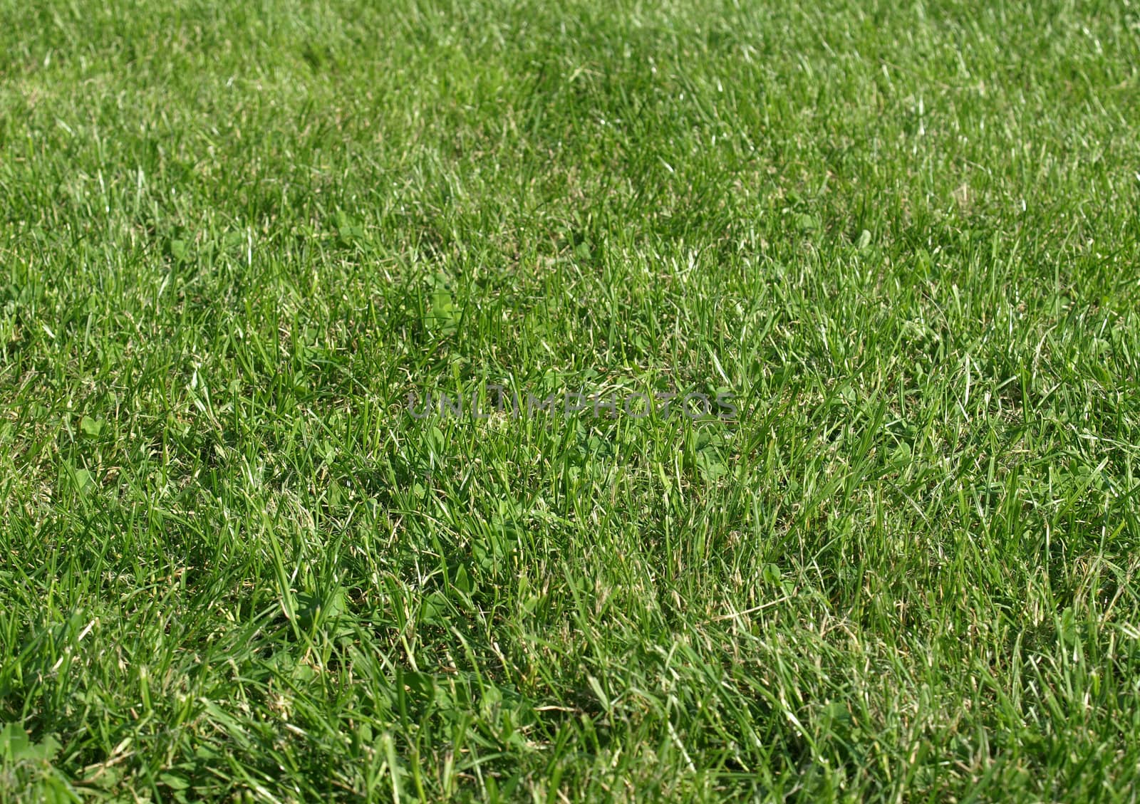 Green meadow or lawn useful as a grass background