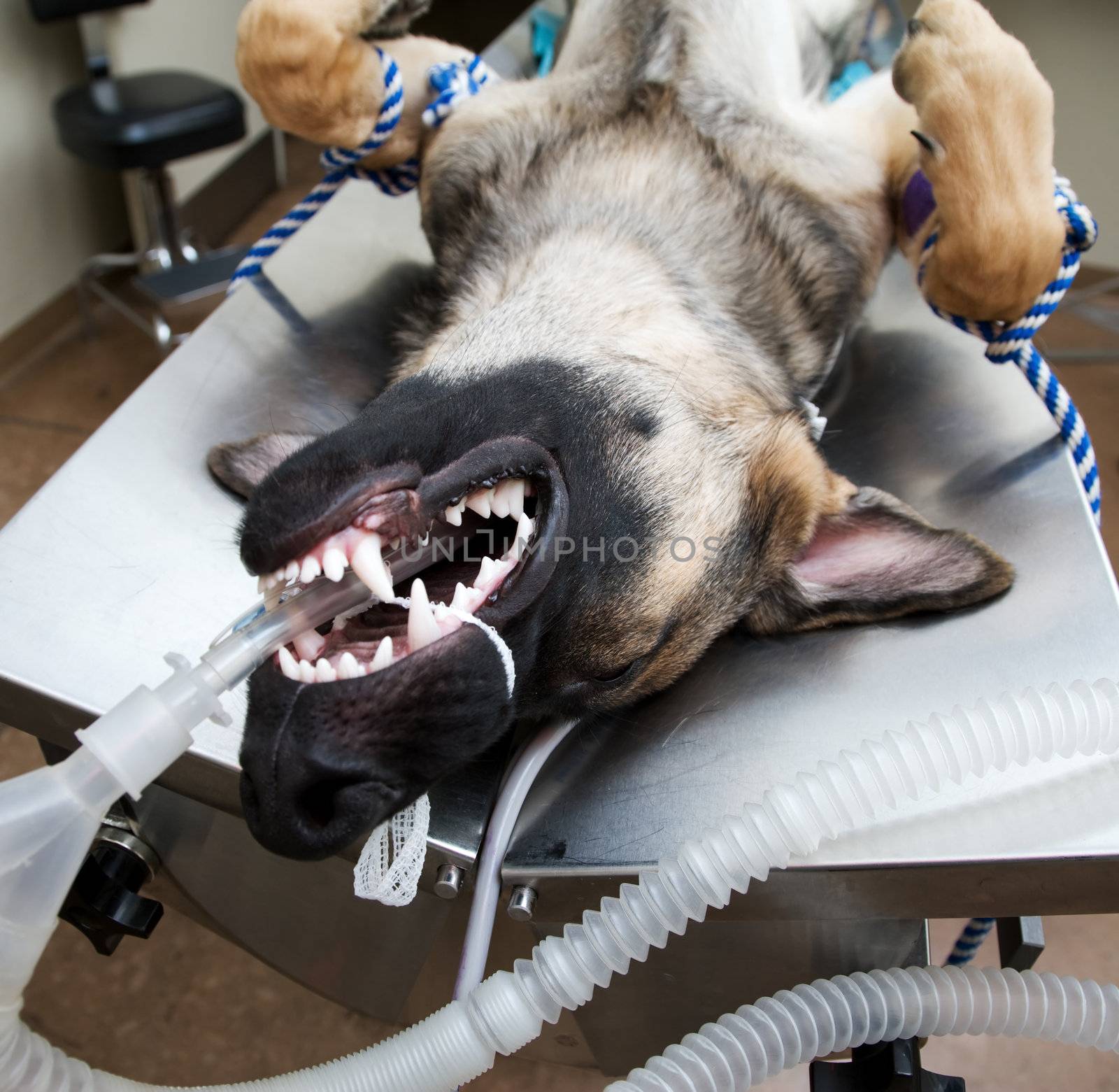 Large dog under anesthesia in veterinarian clinic