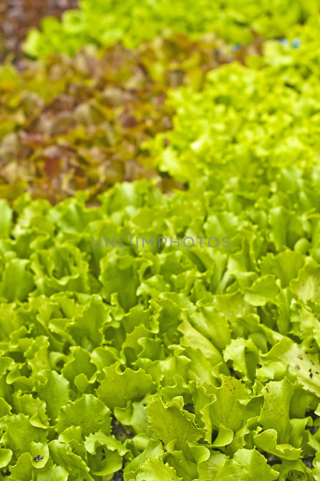 seedlings of salad