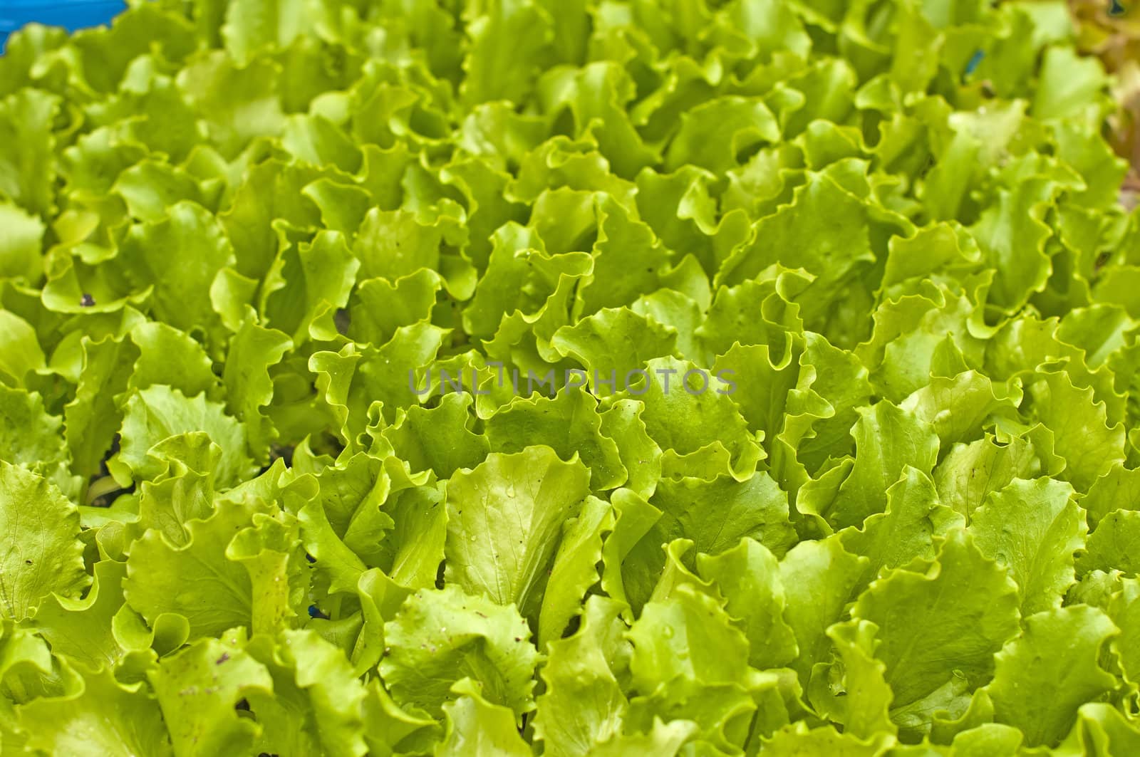 seedlings of salad