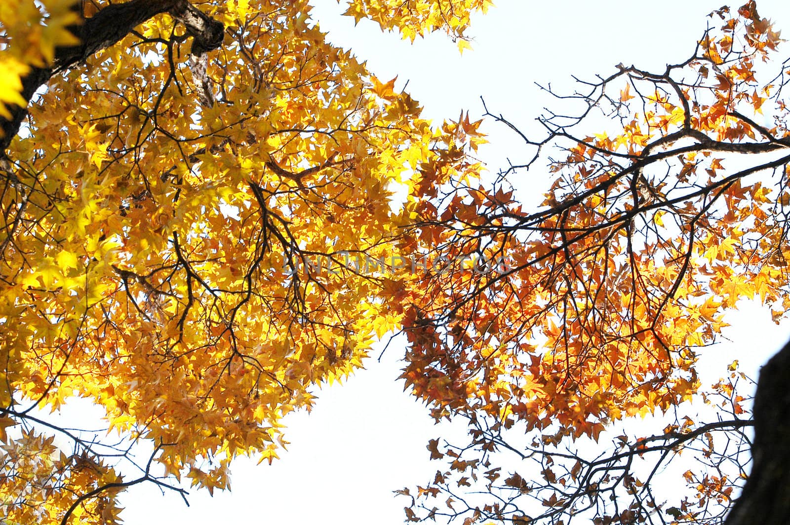 Golden autumn leaves