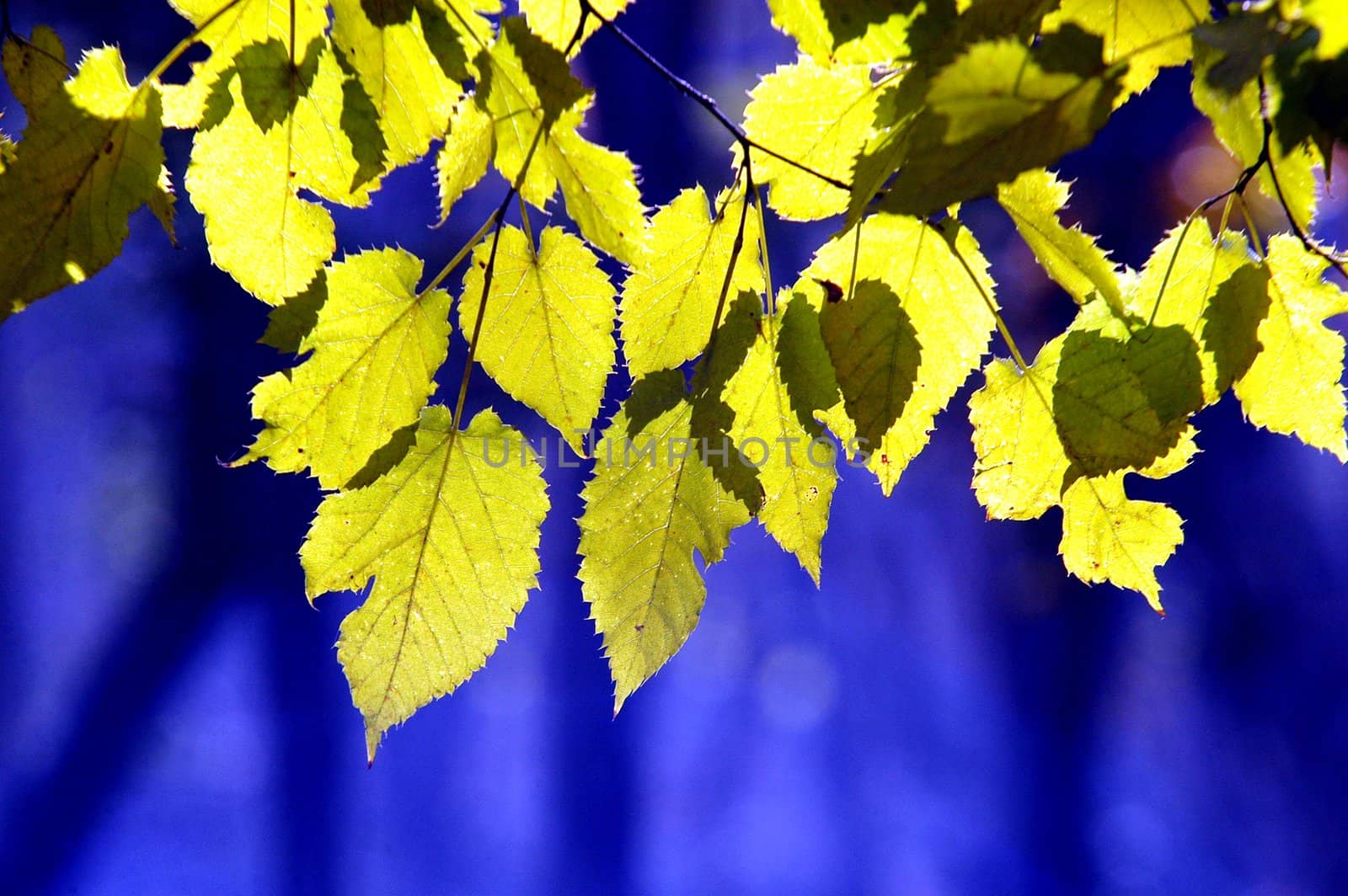 Golden autumn leaves