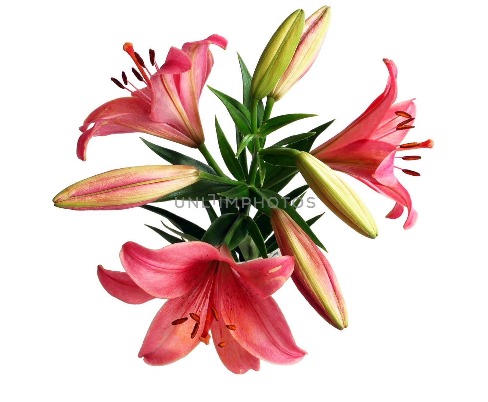 Bouquet of Three Pink Lilies Isolated on White