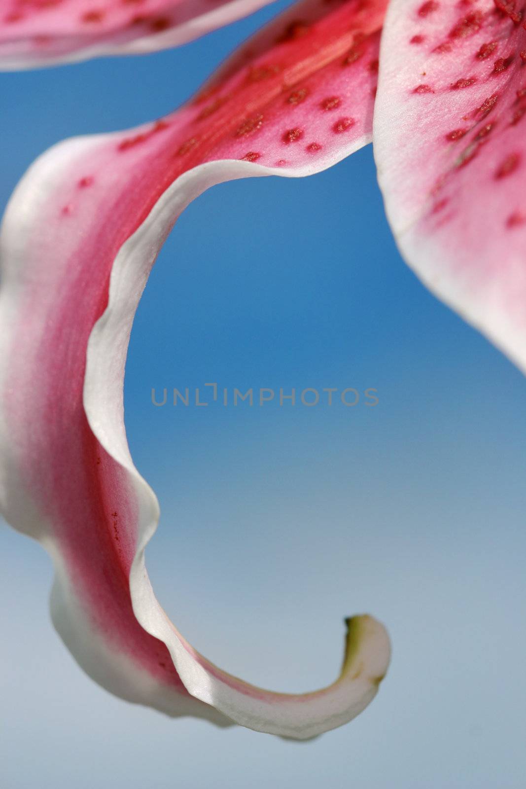 Curling flower petals closeup abstract - shallow dov.