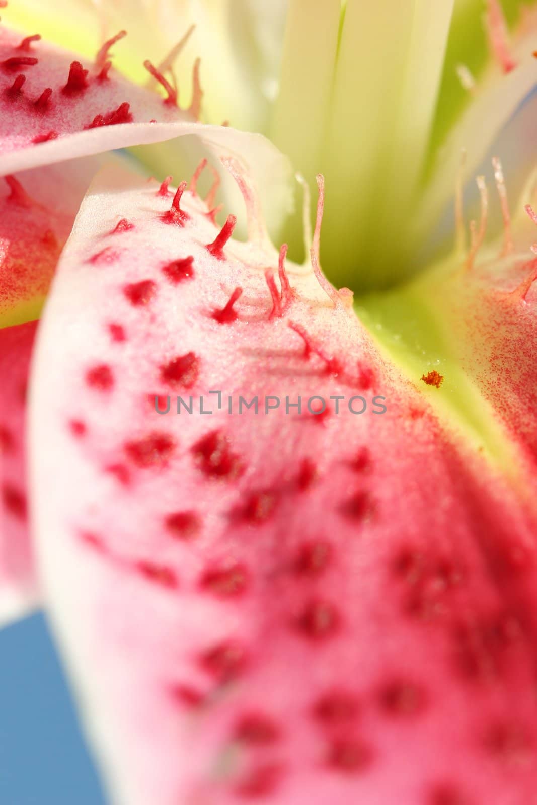 Closeup macro of the majestic Stargazer Lily showing some of the elongated spotting on the petals. shallow dof. Stargazer Lilies are associated with iinnocence and purity, but modern connotations are honour and aspiration.
