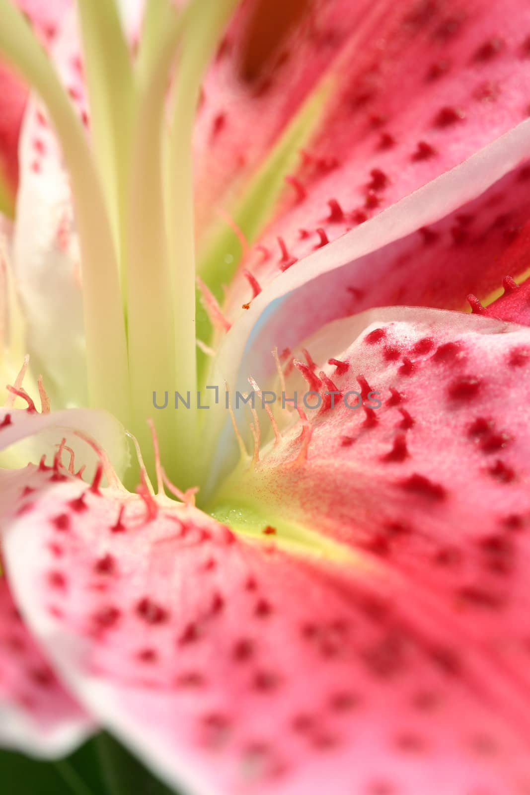 Flower Stargazer lily macro details of inner flower parts showing petals stamen and pistils