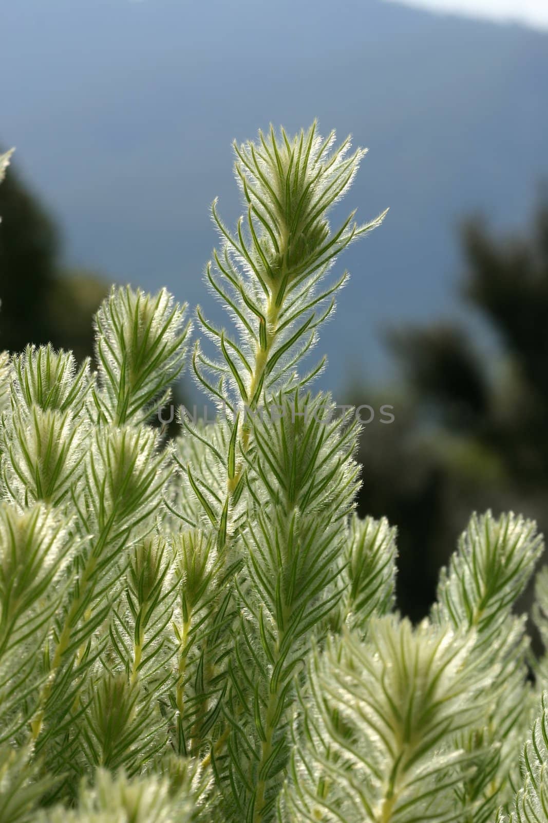 A native plant of South Africa, the bush has very fine hairlike leaves. Backlit by the sun to show the tiny hairy leaves.    Loves full sun and needs good drainage.