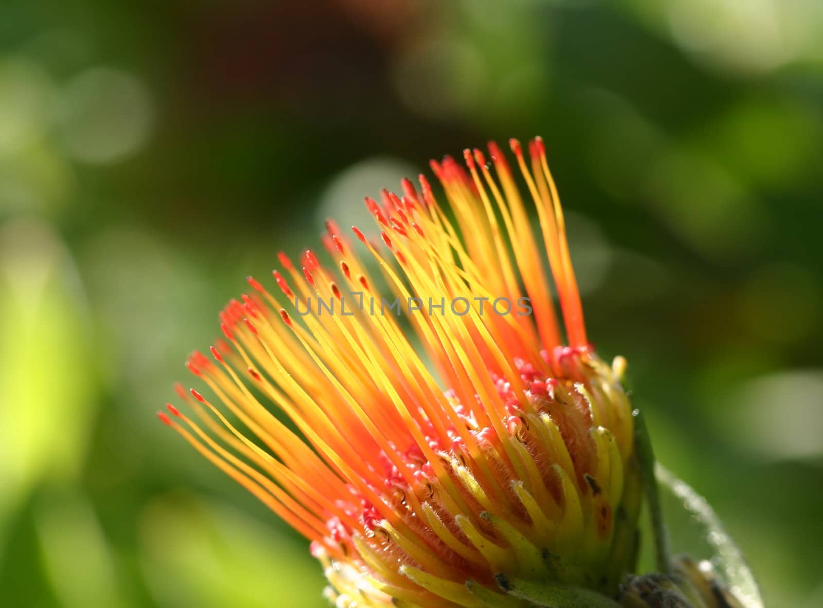 Pincushion Protea by lovleah