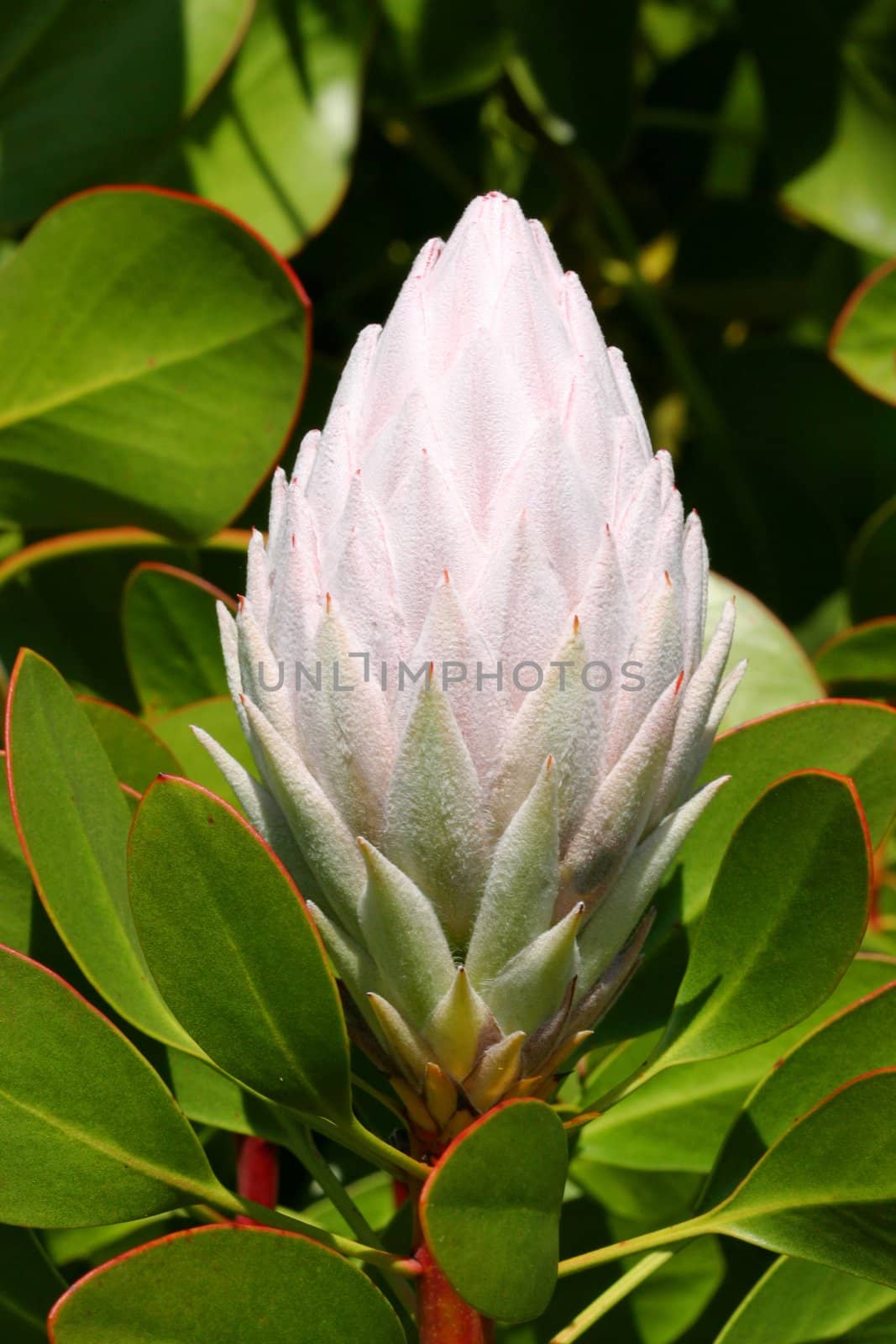 Pale Pink Protea Cynaroides by lovleah