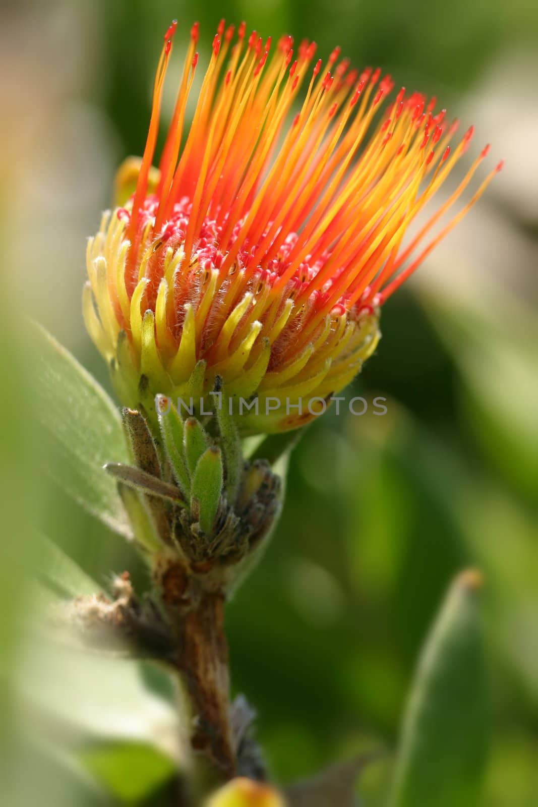 Distinctive shaped flower heads which look like a pincushion filled with pins. 
The pins are female parts (styles), and the short ribbons are anthers and stamens,  Photographed at Mt Tomah Botanical Garden
