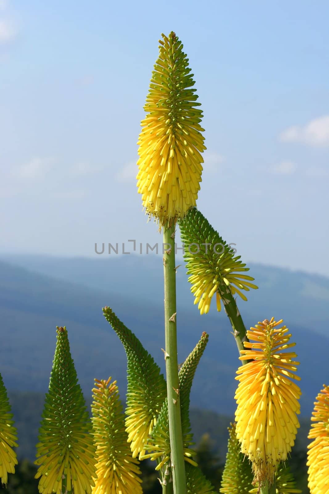Red Hot Poker - Kniphofia by lovleah