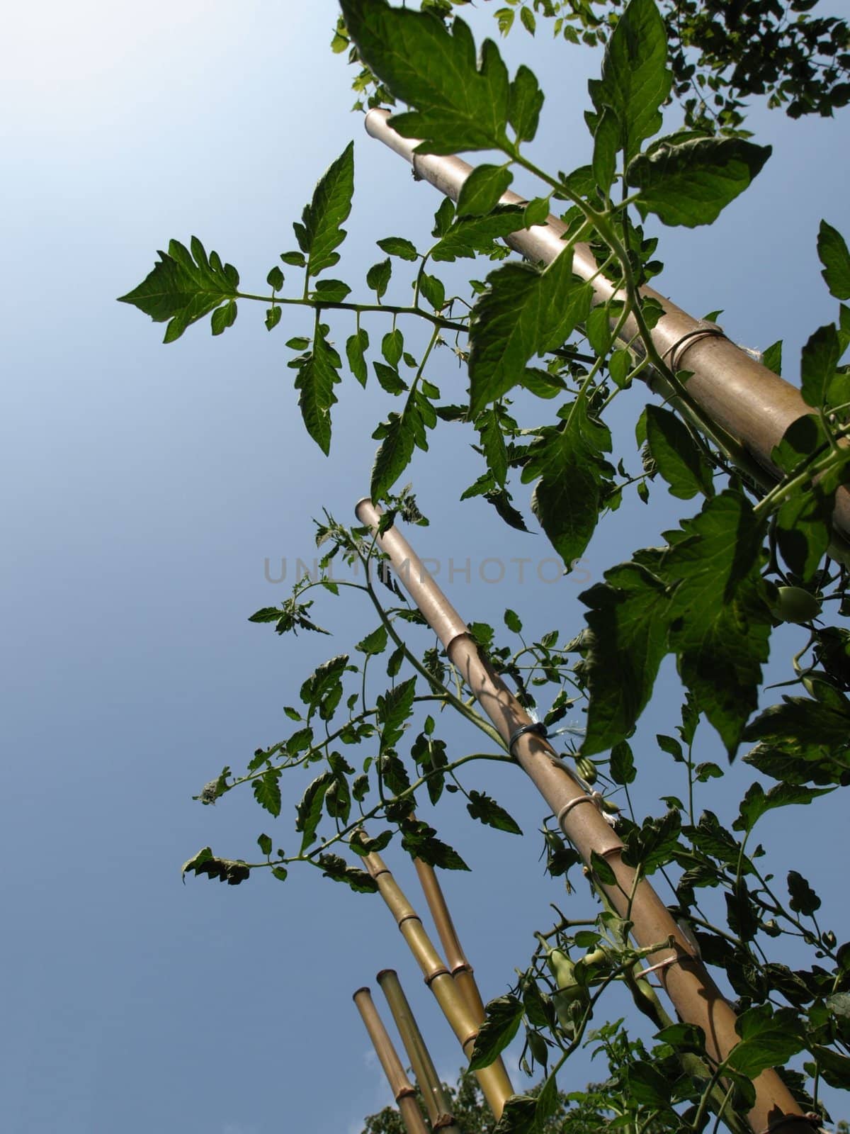 Tomato plants over a blue sky background