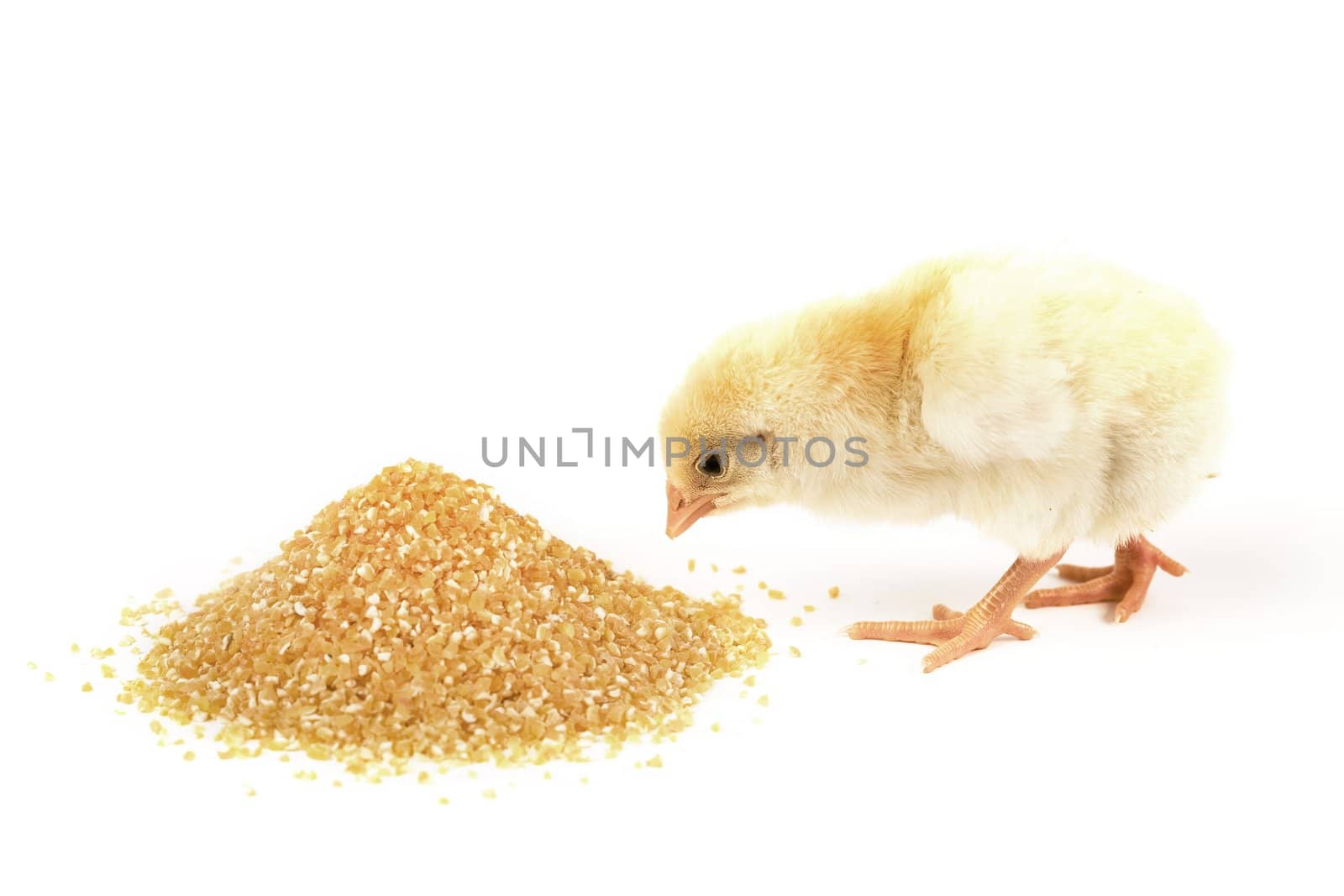 A cute and small baby chicken, isolated on a white background next to food.