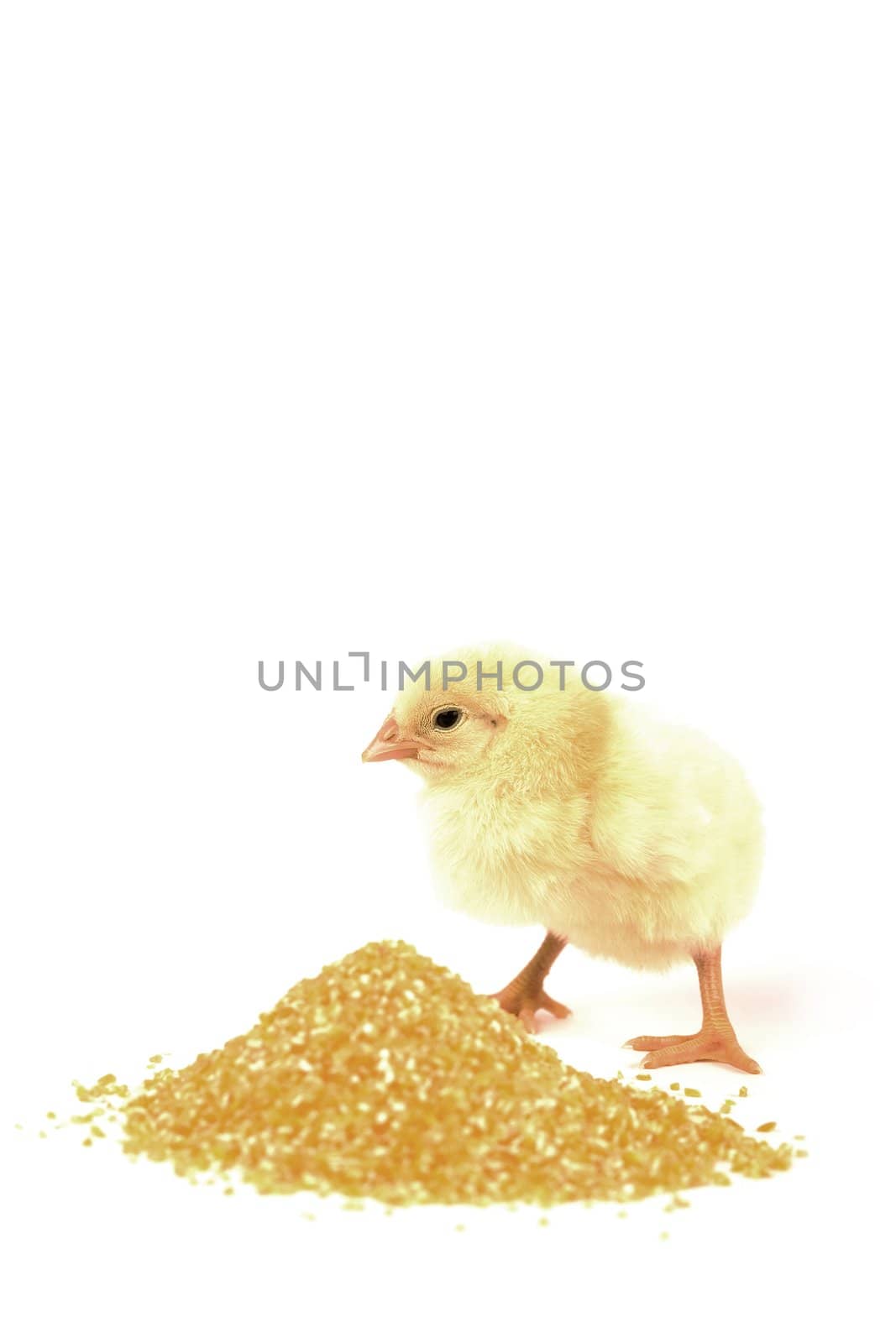A cute and small baby chicken, isolated on a white background next to food.