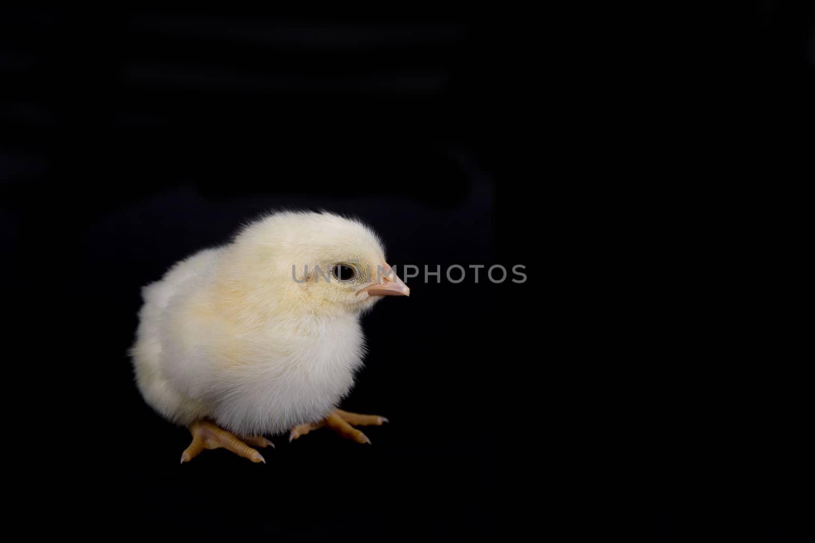 A cute and small baby chicken, isolated on a black background.