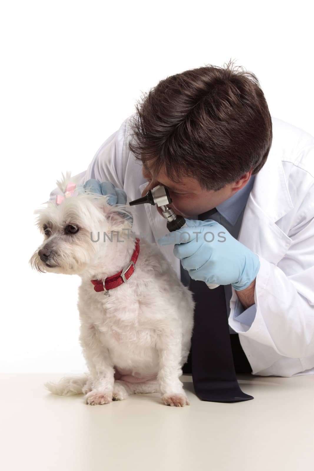 A veterinarian checking the ears of a small white maltese terrier