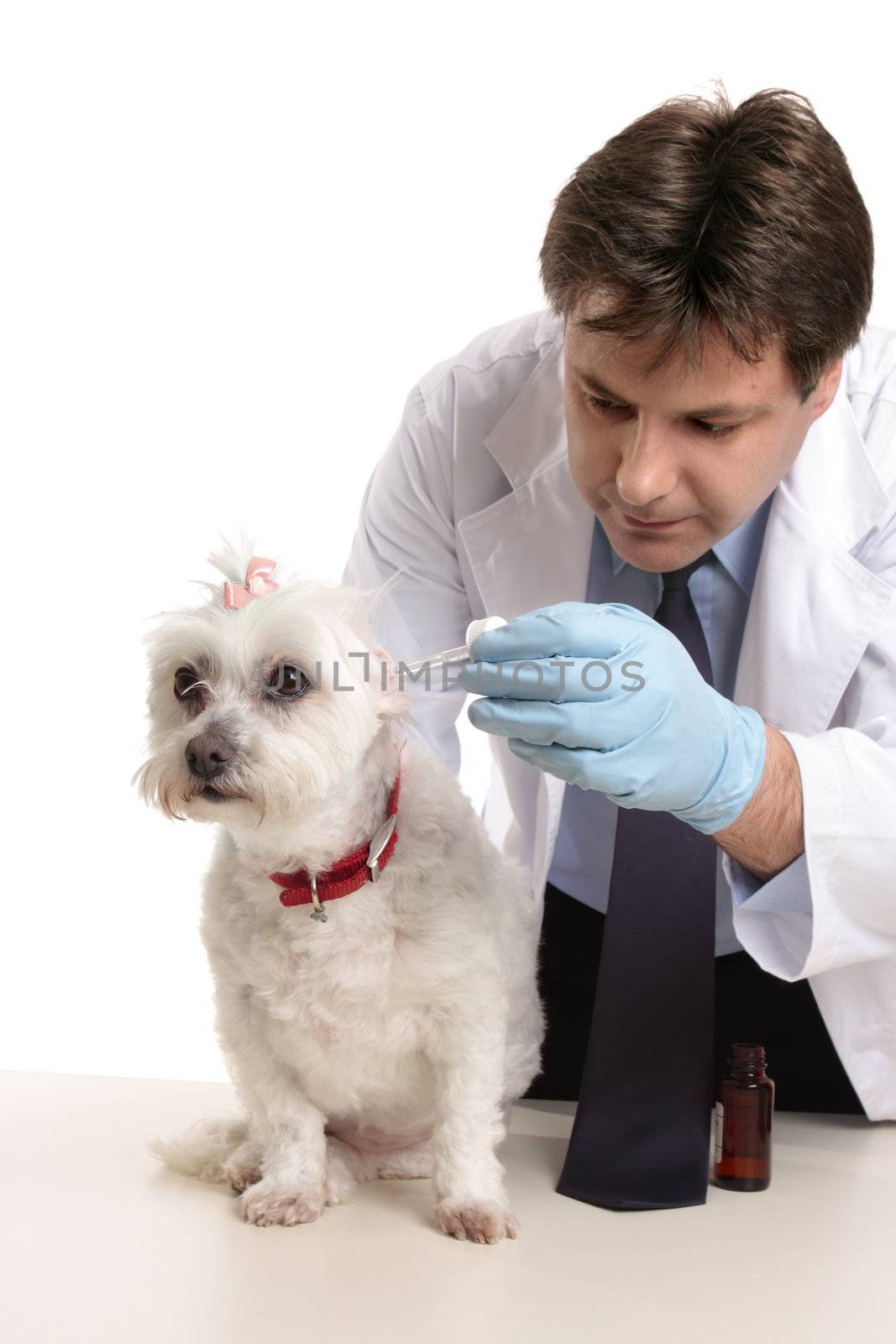 A vet puts some medicated drops into a pet dogs ear.  Focus to dog