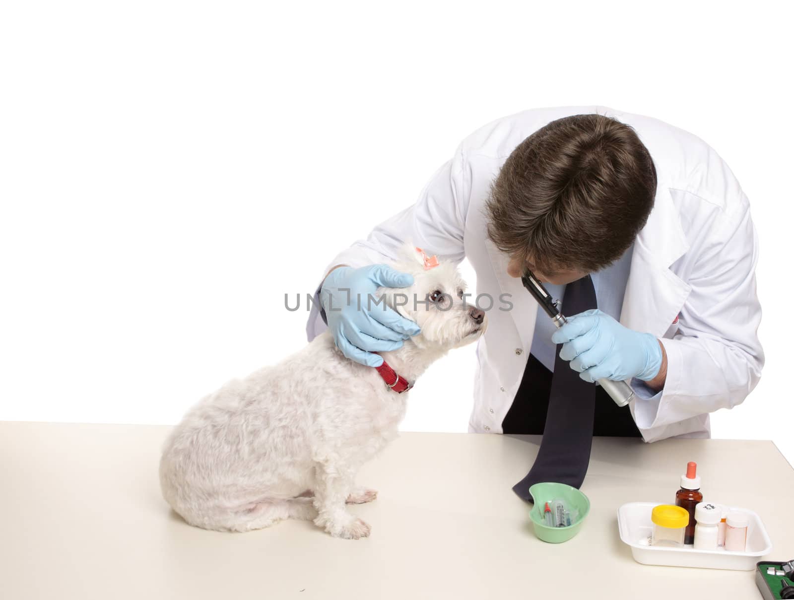 A maltese terrier receives a checkup at a veterinary clinic.